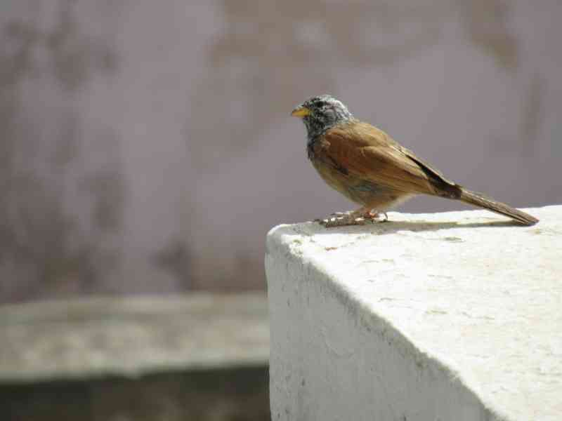 Petit oiseau bec jaune