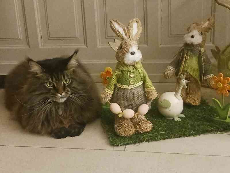 Un chat domestique assis à côté de décorations de Pâques, lapin, figurine, photo gratuite