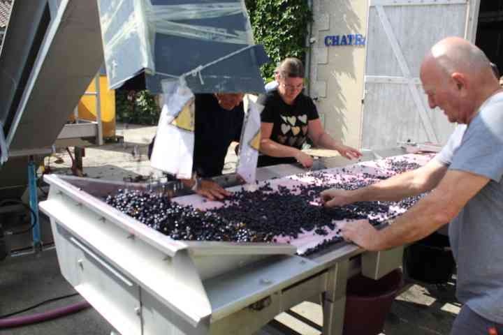 Table de trie de grains de raisin