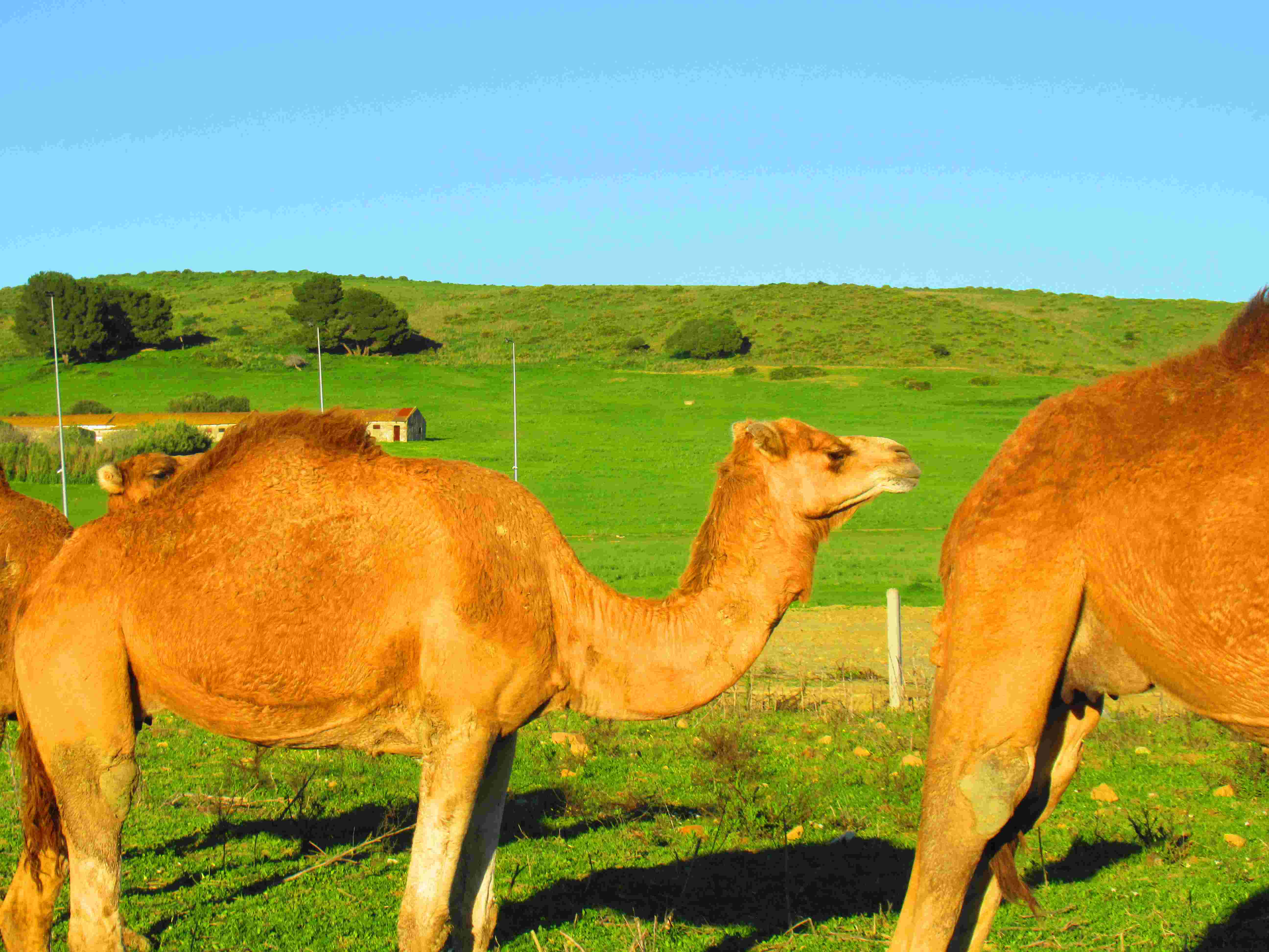 Dromadaire du Maroc, animal sauvage