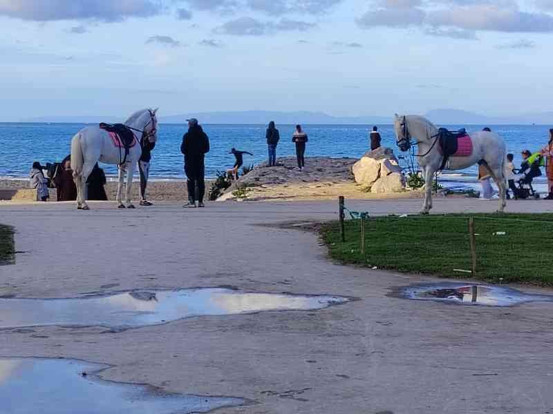 Des personnes au bord de la mer avec des chevaux, photo gratuite
