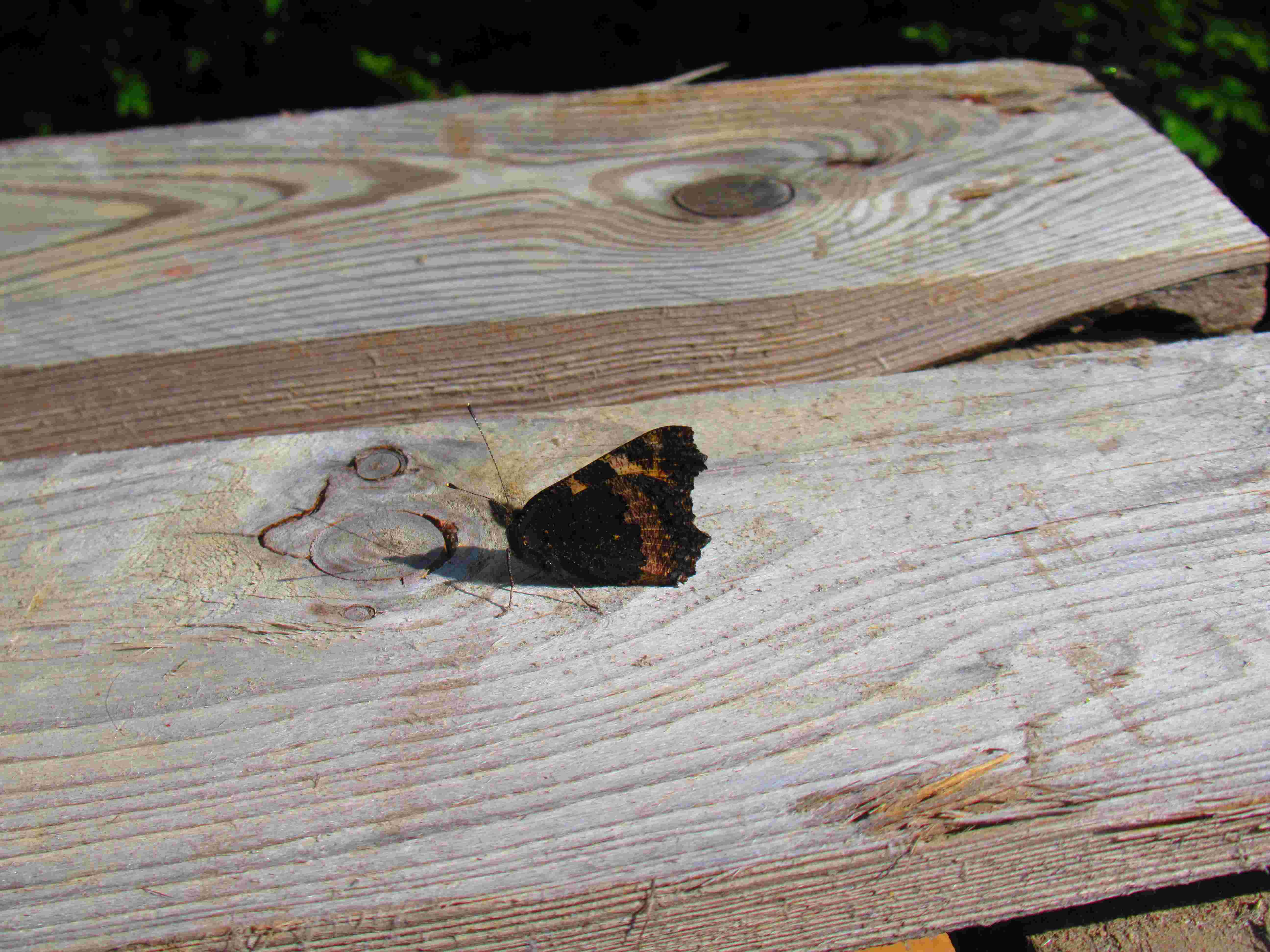 Papillon brun et noir