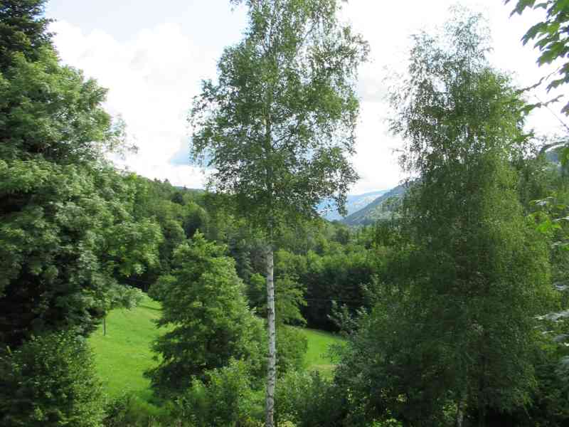 Bouleau dans un champs dans les ballons des Vosges