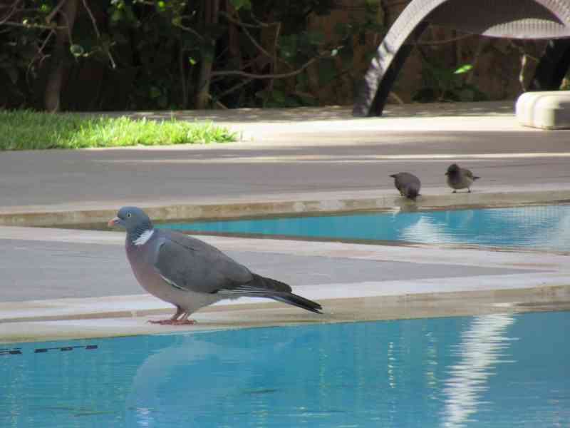 Pigeon à la piscine