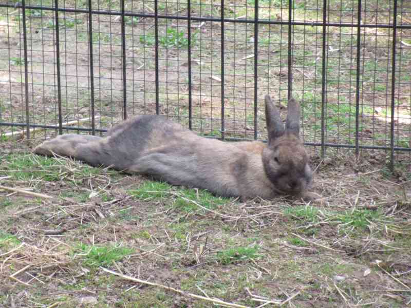 Lapin géant des Flandres