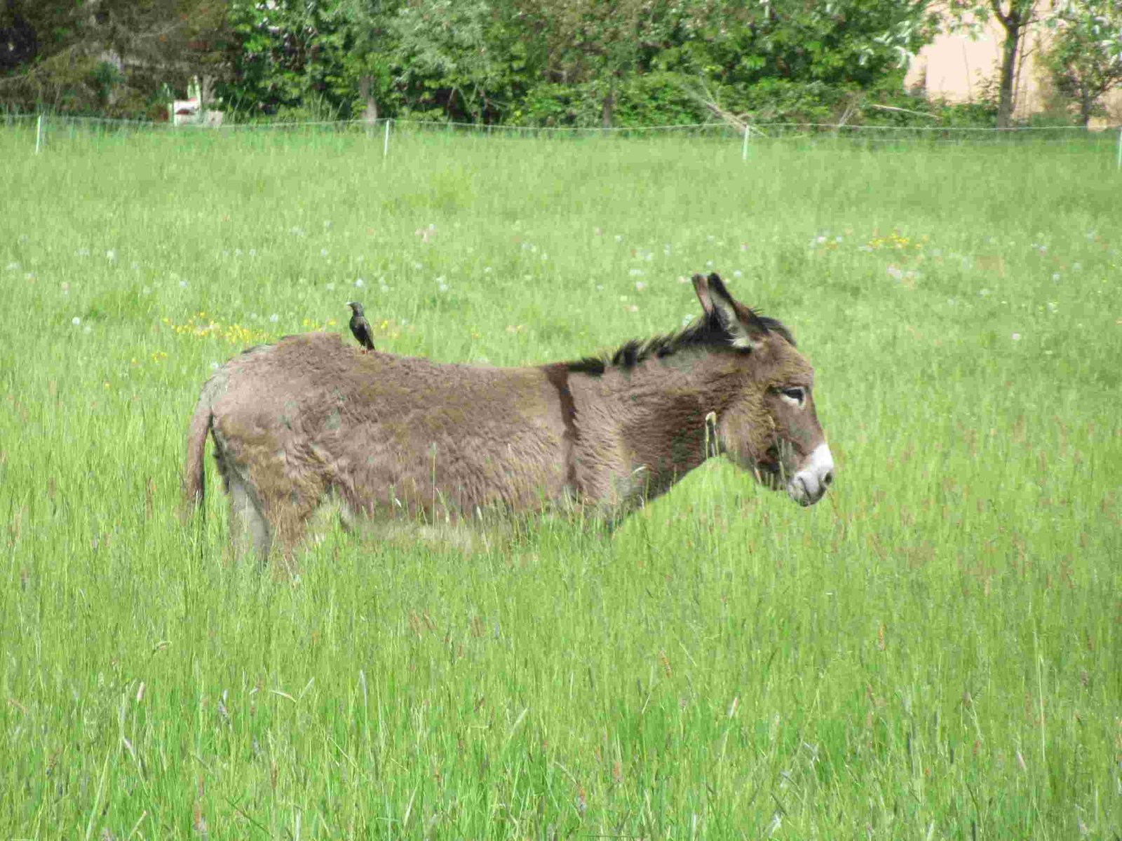 Âne avec oiseau sur le dos