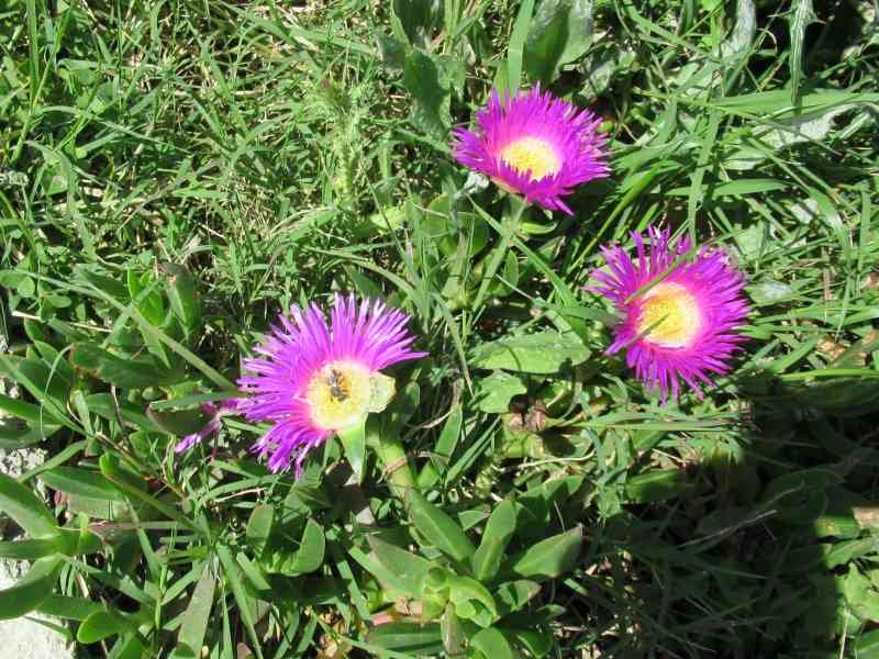 Griffes de sorcières violettes