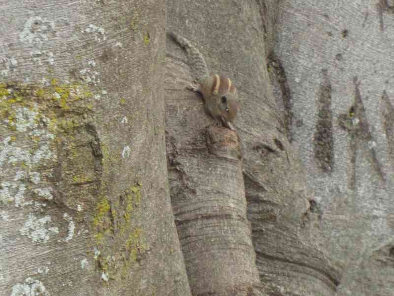Un écureuil rayé sur un arbre, photo gratuite