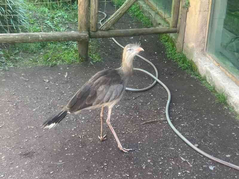 Cariama huppé, Zoo d'Amneville, Moselle, Lorraine, photo gratuite