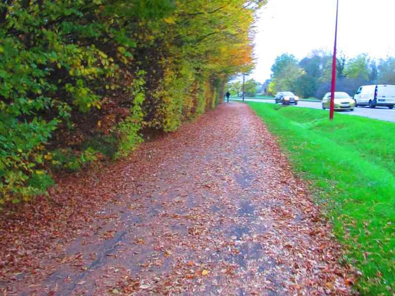 Passage dont le sol est couvert de feuilles mortes au bord d'un goudron photo gratuite