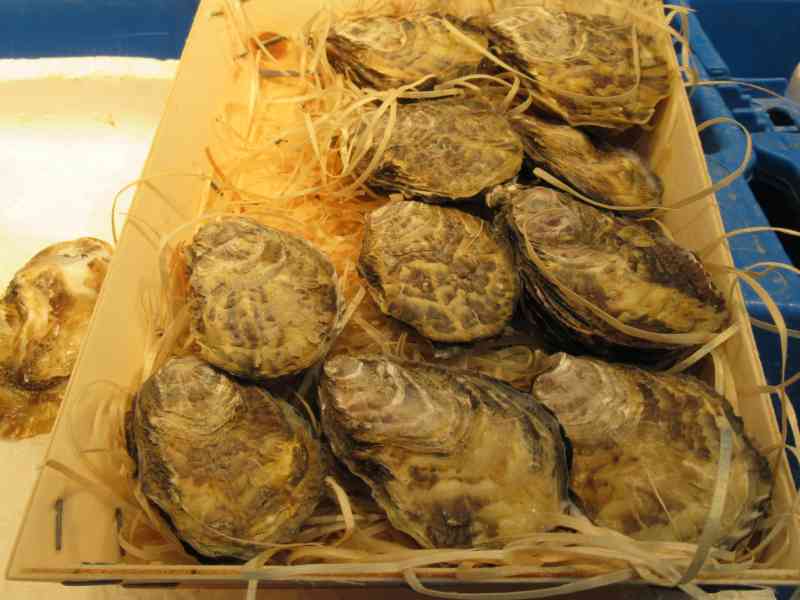 Des huîtres crues présentées dans une bourriche en bois, photo gratuite