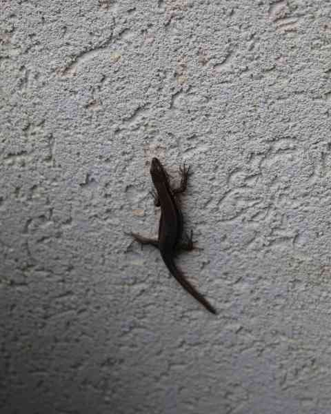 Un lézard agrippé le long d'un mur, photo gratuite