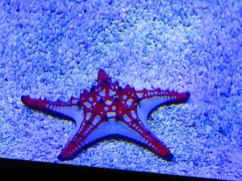Étoile de mer, aquarium, nature
