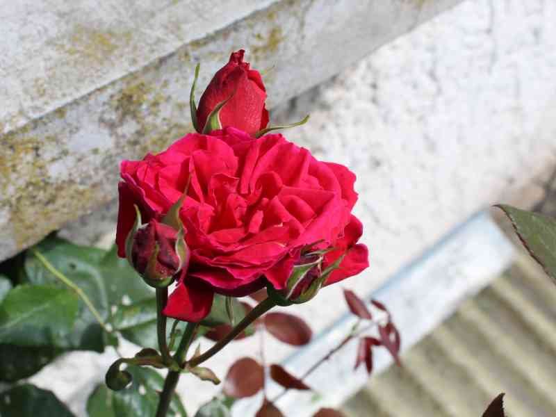 Rose rouge en fleur et boutons de rose