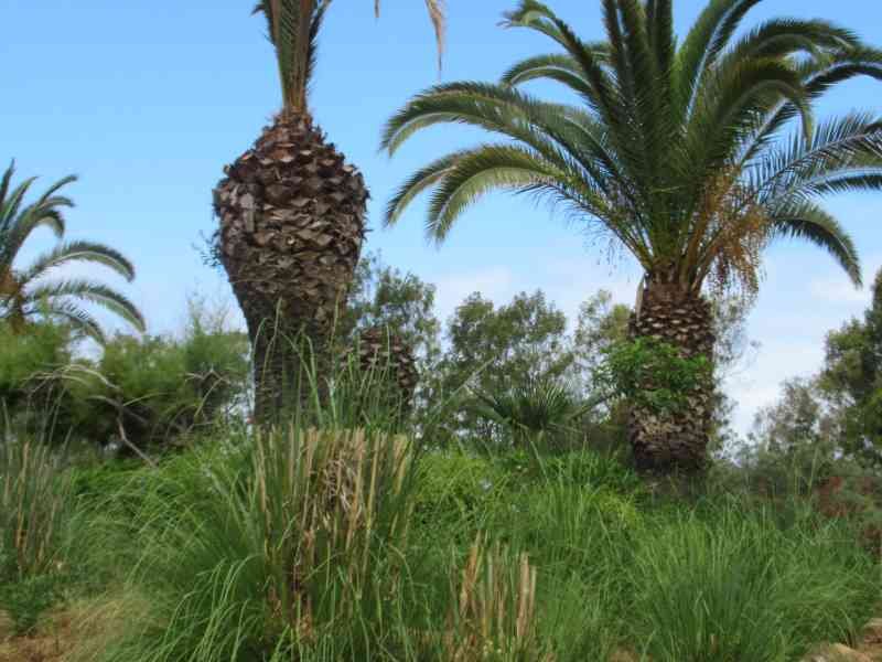 Palmiers de canaries au zoo de Rabat au Maroc