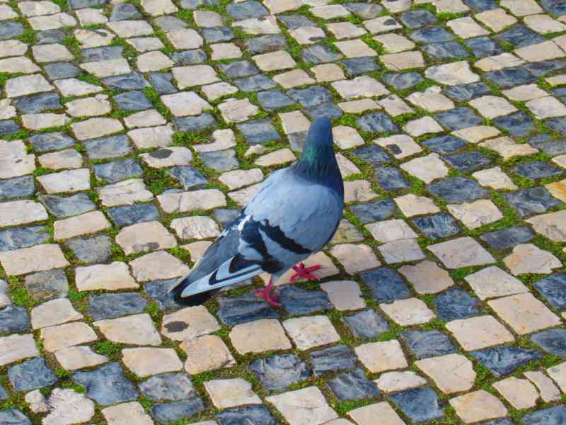 Pigeon