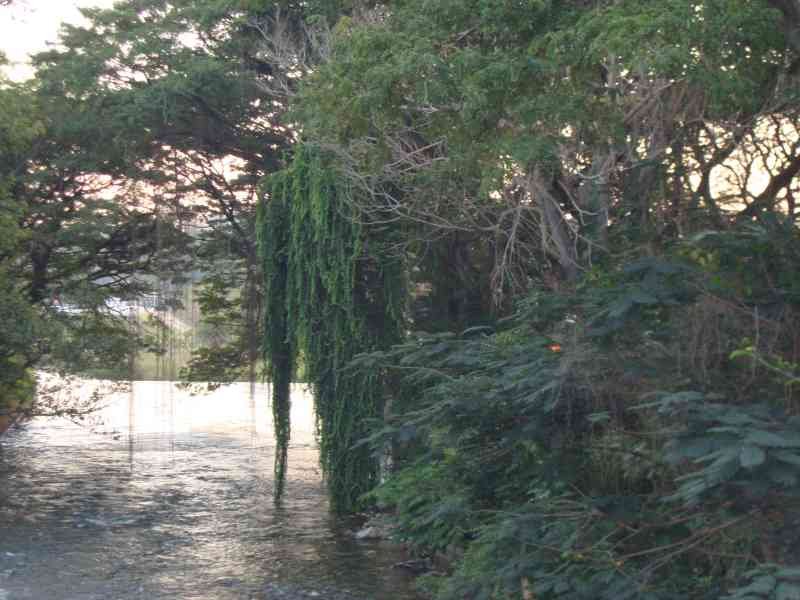 Les branches de Saule pleureur pliées vers le bas au-dessus de la surface de l'eau douce, photo gratuite