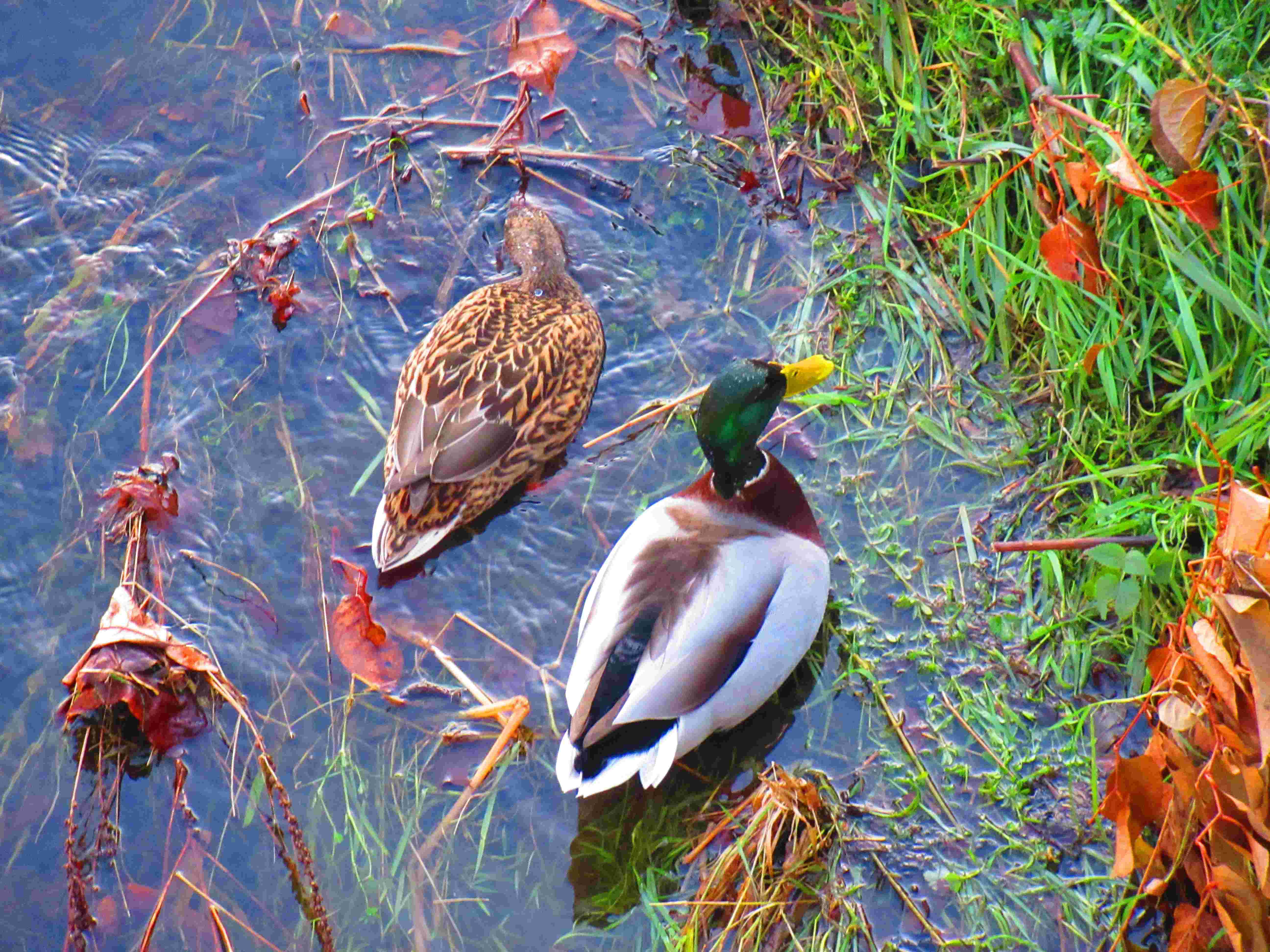 Canards sur l'eau