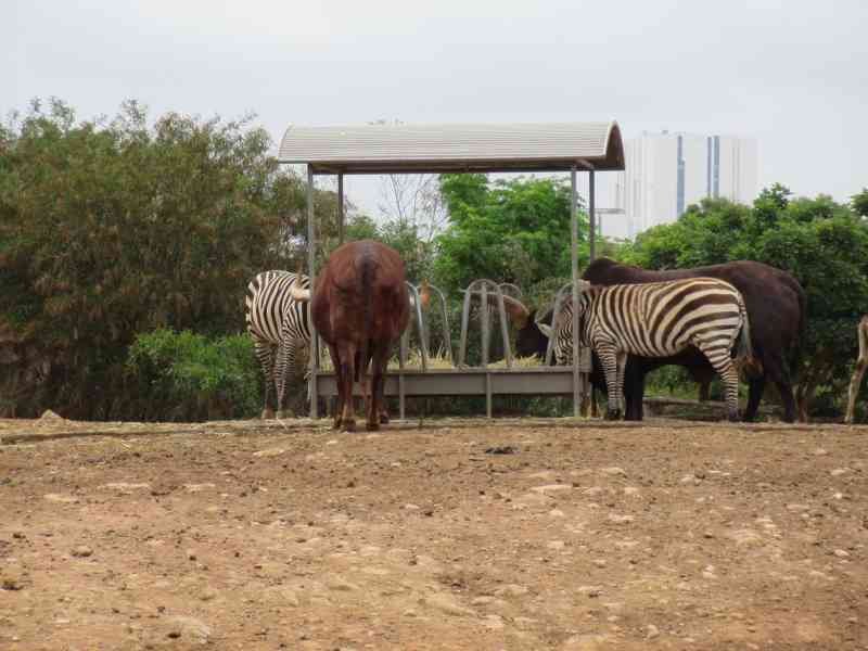 Animaux du zoo de Rabat rassemblés autour d'un abreuvoir