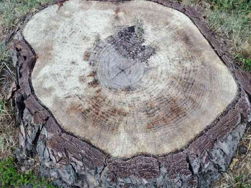 Une souche d'arbre, la partie restante du tronc d'un arbre coupé, avec les racines toujours dans le sol, photo gratuite