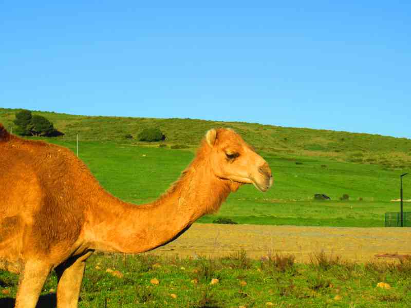 Dromadaire du Maroc