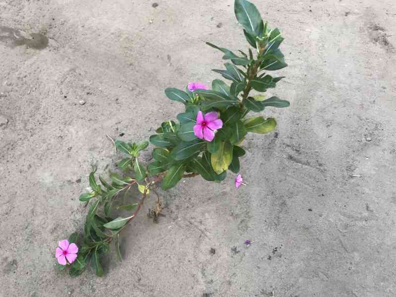 Une fleur poussant sur le sable photo gratuite
