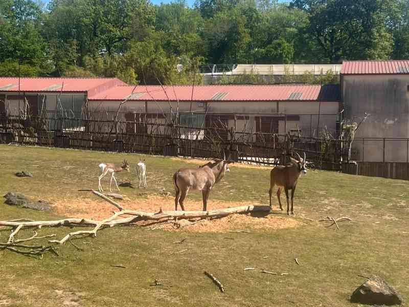 Elands du Cap, grandes antilopes, Zoo d'Amneville, Lorraine, Moselle, photo gratuite