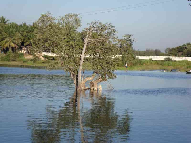 Un arbre au milieu du lac, photo gratuite