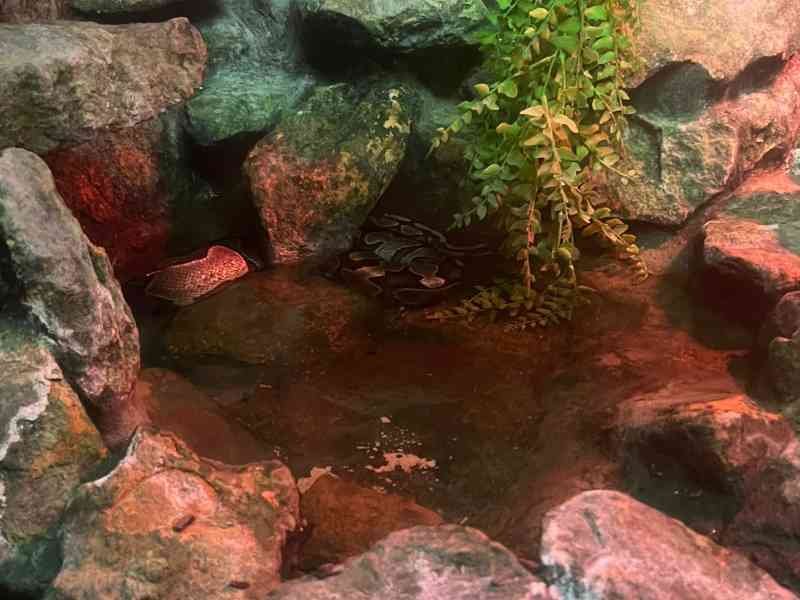 Serpent sous les roches, Zoo d'Amneville, Moselle, Lorraine, photo gratuite