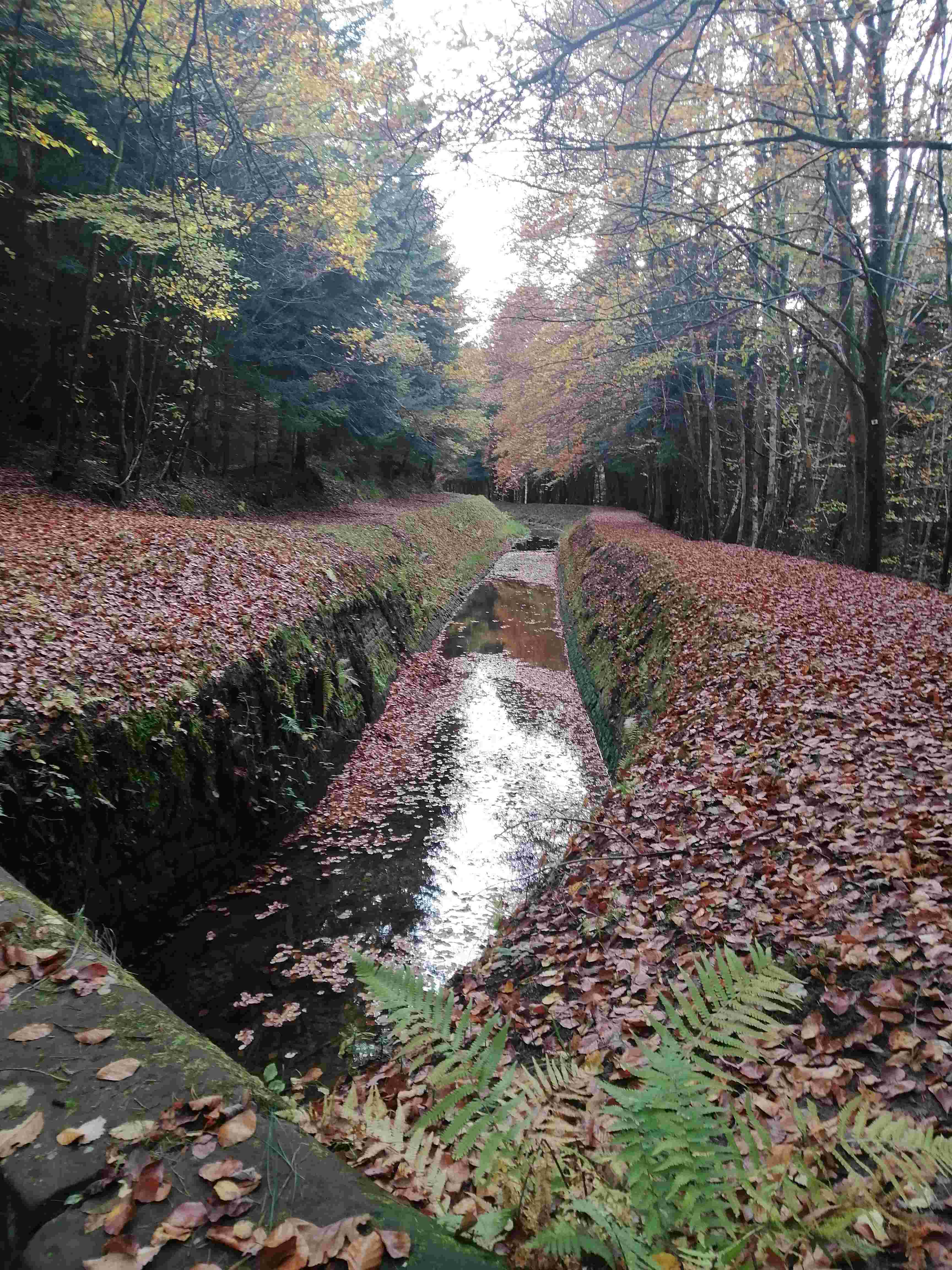 Sous-bois en automne, tapis de feuilles