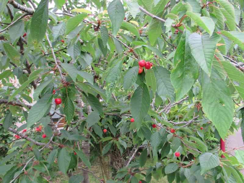 Cerises mûres sur un arbre