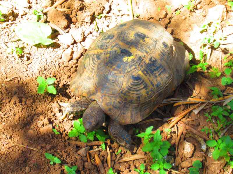 Tortue à la campagne