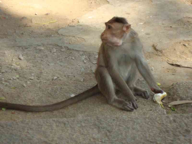Un singe tenant une banane, photo gratuite