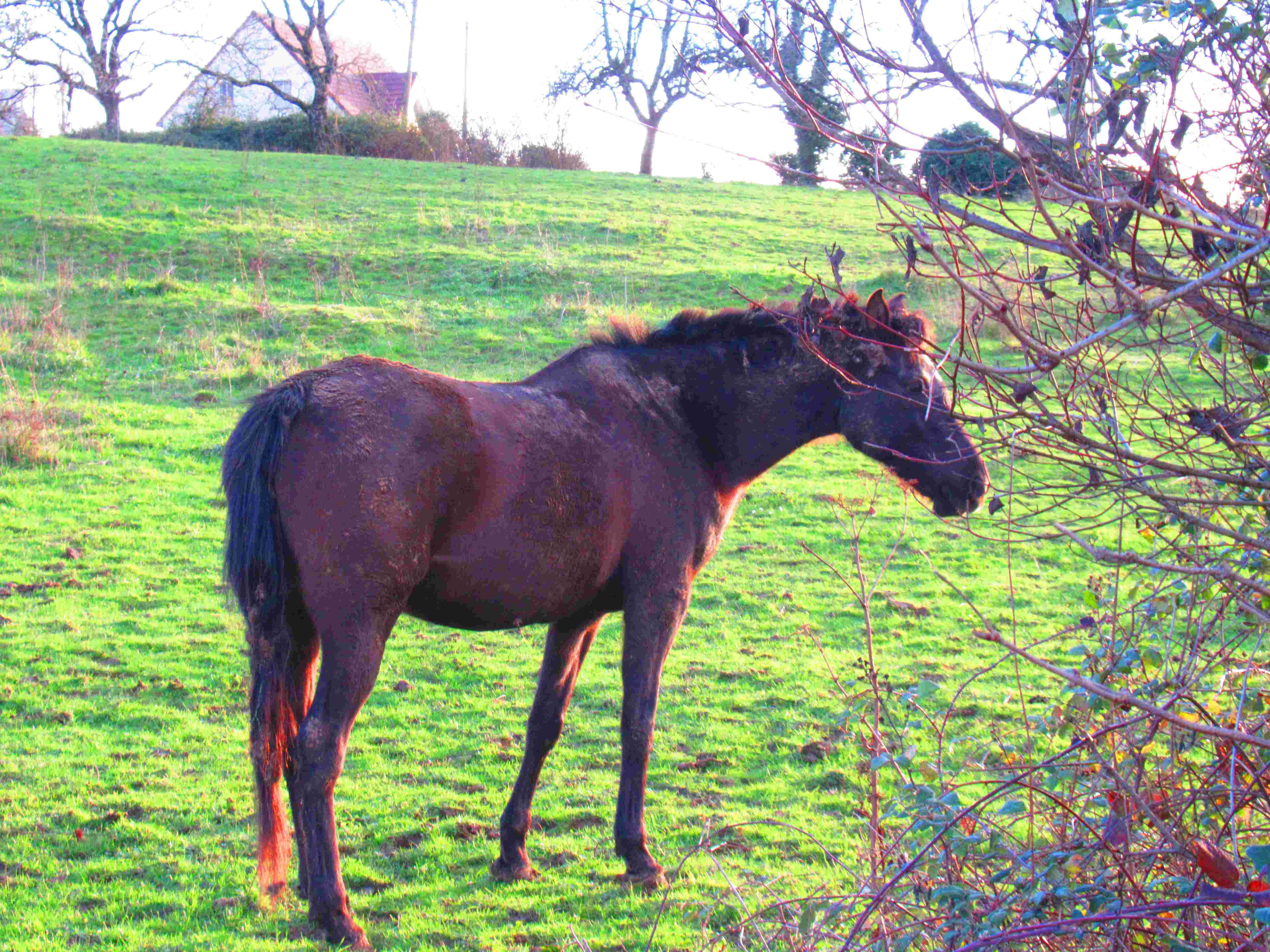 Cheval au pré, équidé