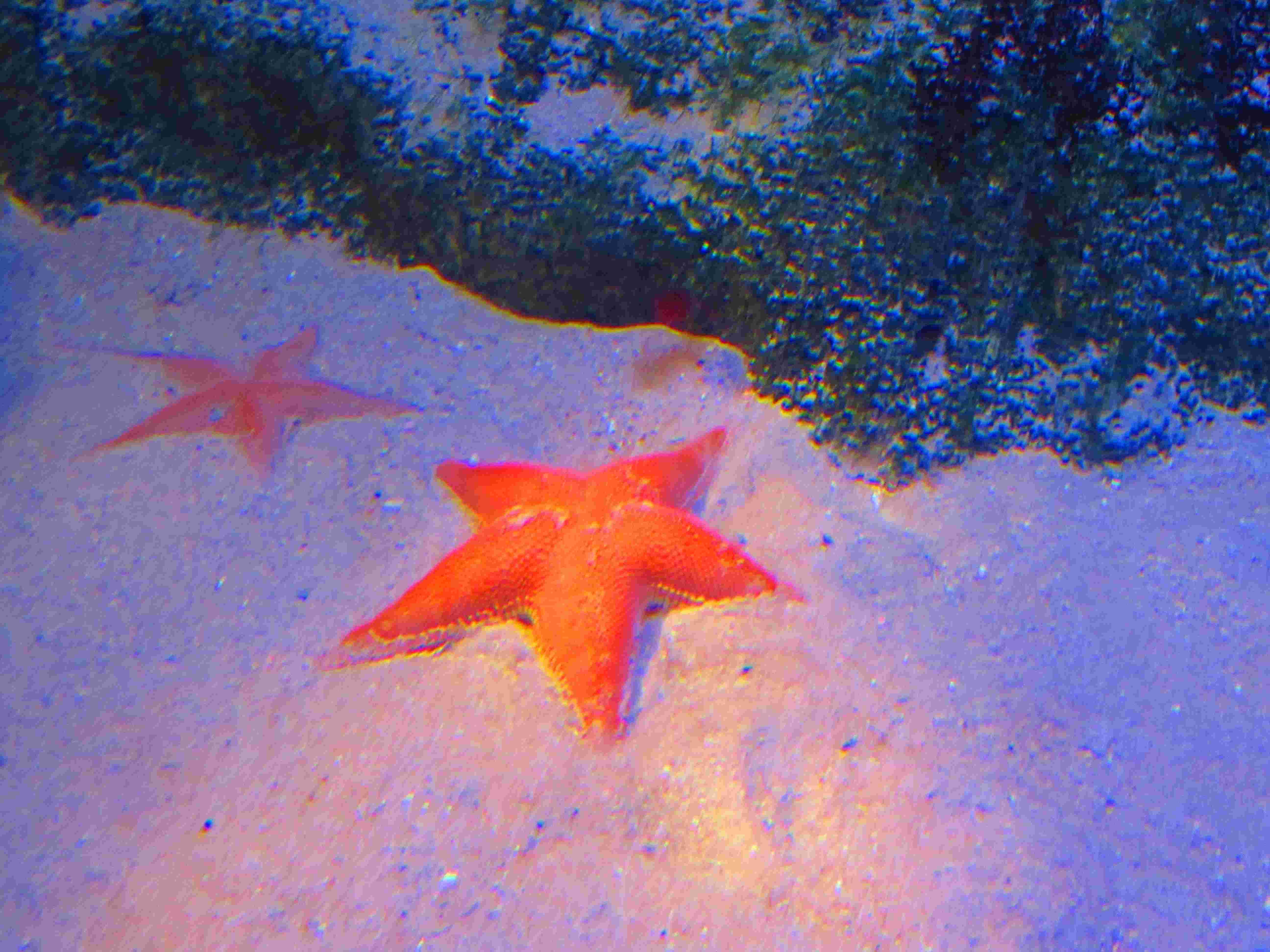 Étoile de mer, aquarium, nature