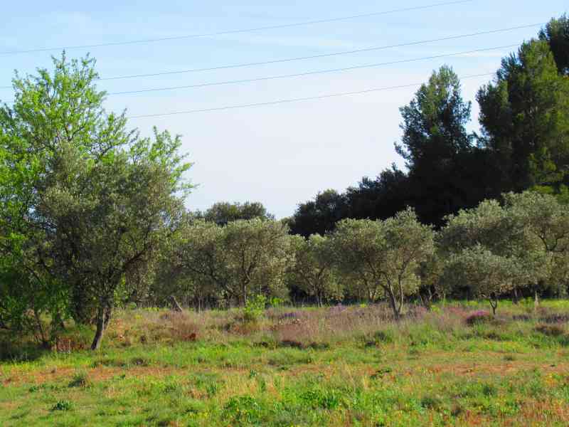 Champ  d'oliviers, oléiculture