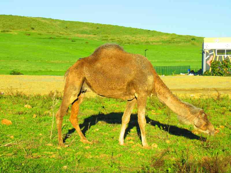 Photo gratuite Dromadaire du Maroc, animal, nature, découverte