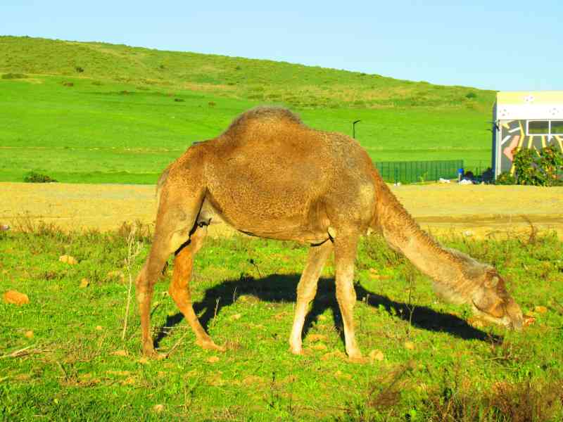 Photo gratuite Dromadaire du Maroc, animal, nature, découverte - Kostenloses Foto von Marokkanisches Dromedar, Tier, Natur, Entdeckung