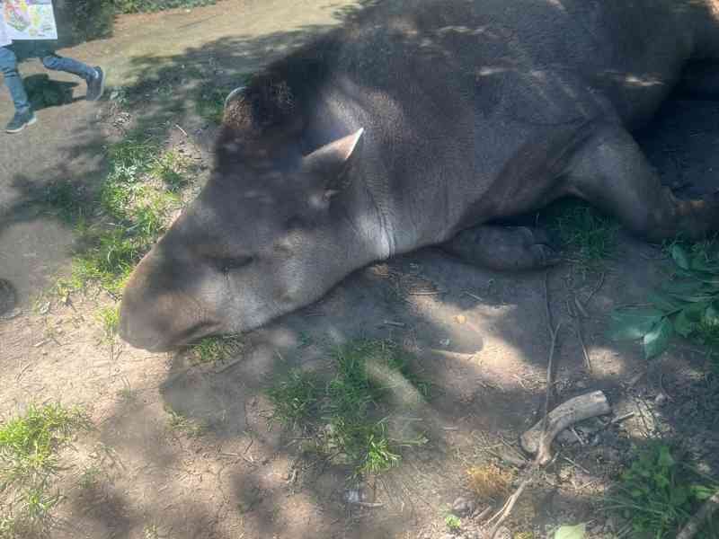 Tapir, Zoo d'Amneville, Lorraine, Moselle, photo gratuite