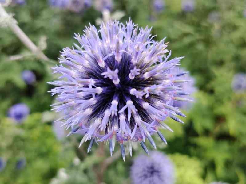Plante vivace chardon bleu ou Echinops ritro