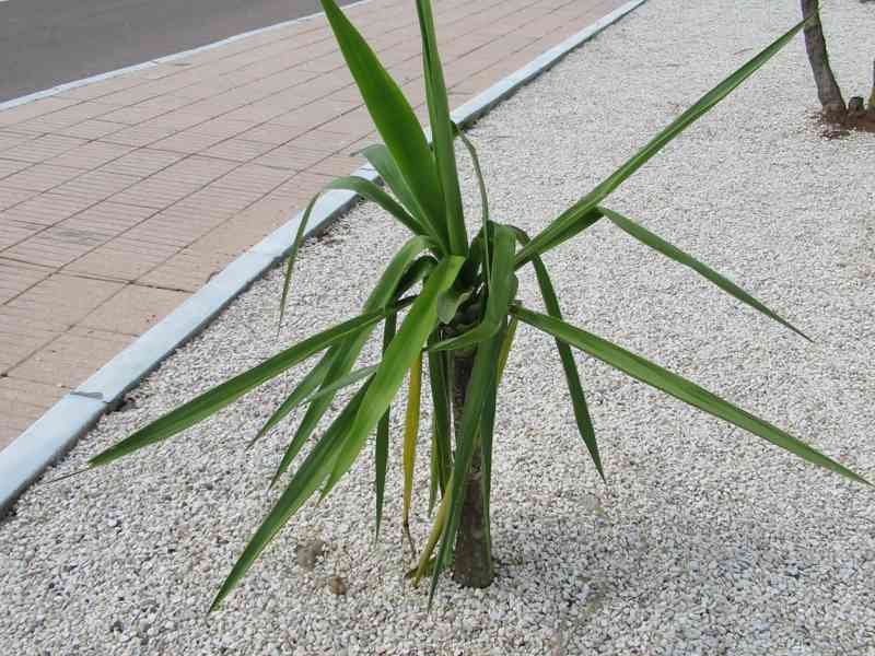 Plante verte qui pousse au bord d'une route photo gratuite
