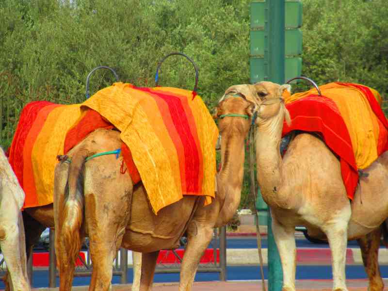 Photo gratuite Dromadaire du Maroc, animal, nature, découverte