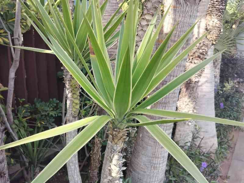 Yucca dans un jardin photo gratuite