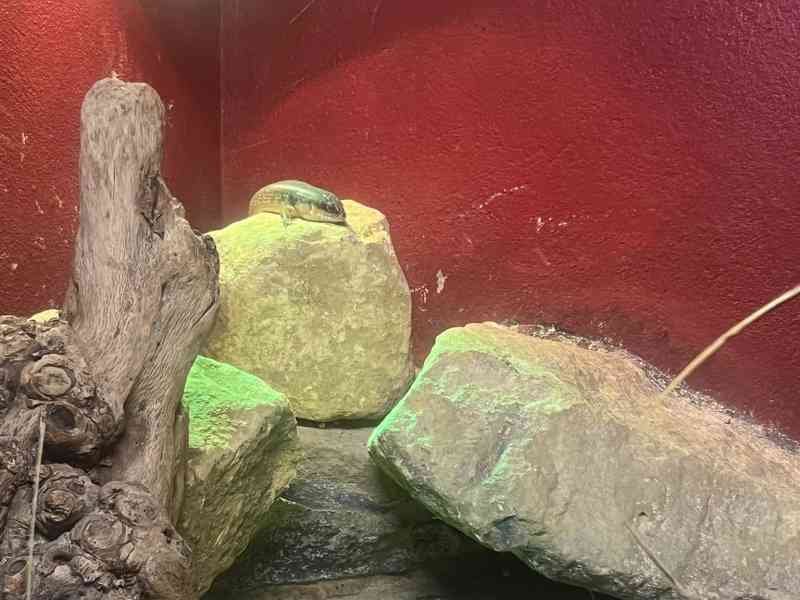 Scinque, un type de lézard, Zoo d'Amneville, Moselle, Lorraine, photo gratuite