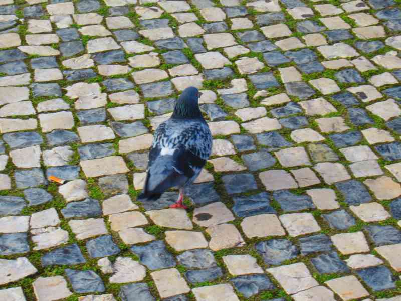 Pigeon