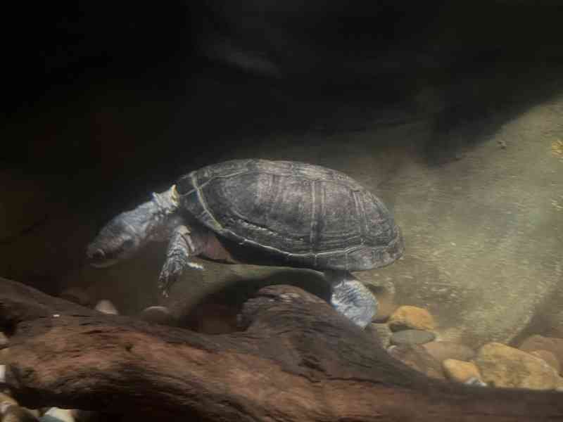 Tortue sous l'eau, Zoo d'Amneville, Moselle, Lorraine, photo gratuite