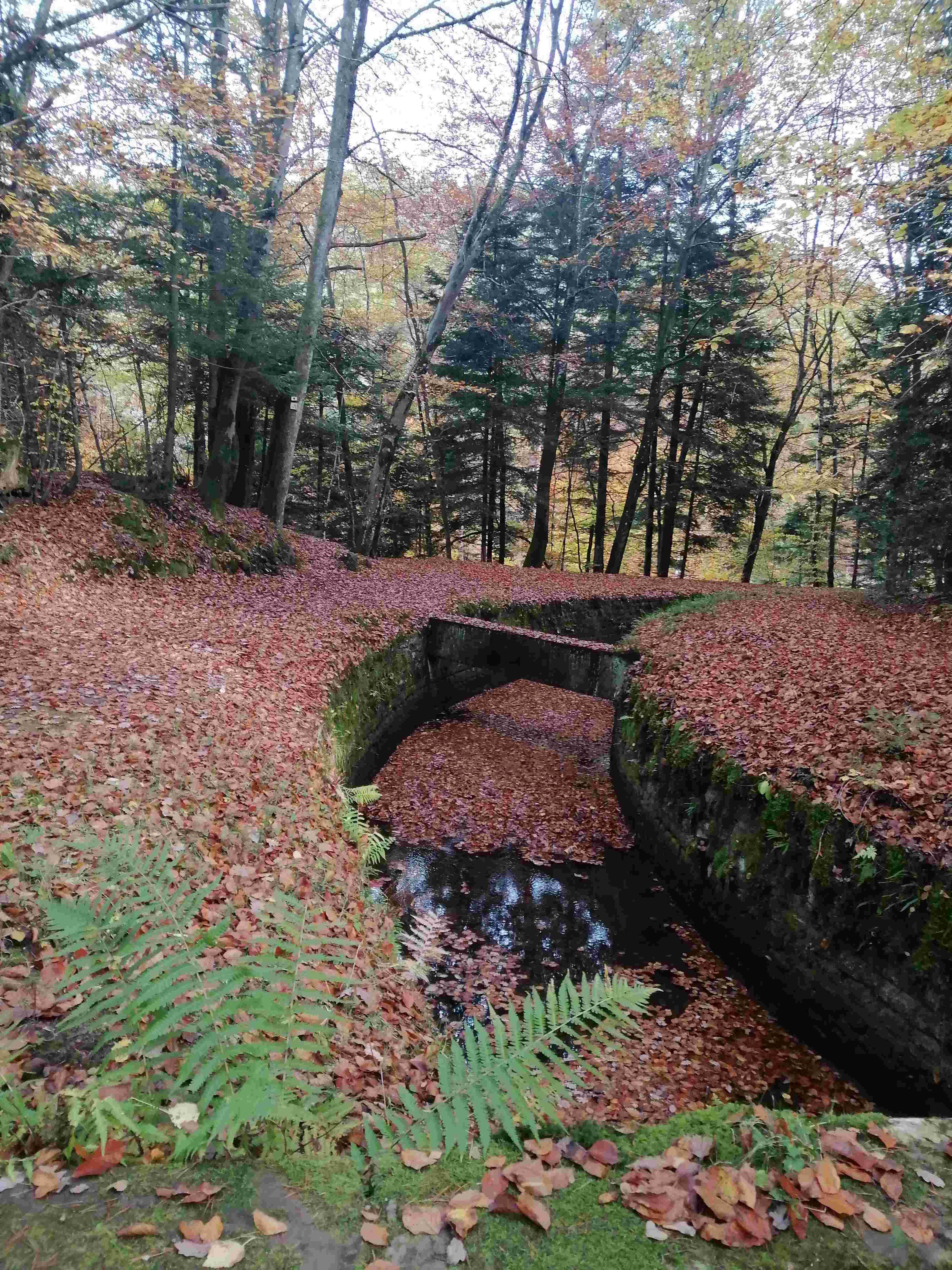 Sous-bois en automne, tapis de feuilles