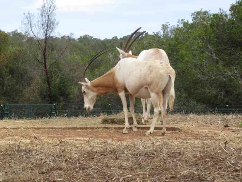 Oryx algazelle au zoo de Rabat au Maroc