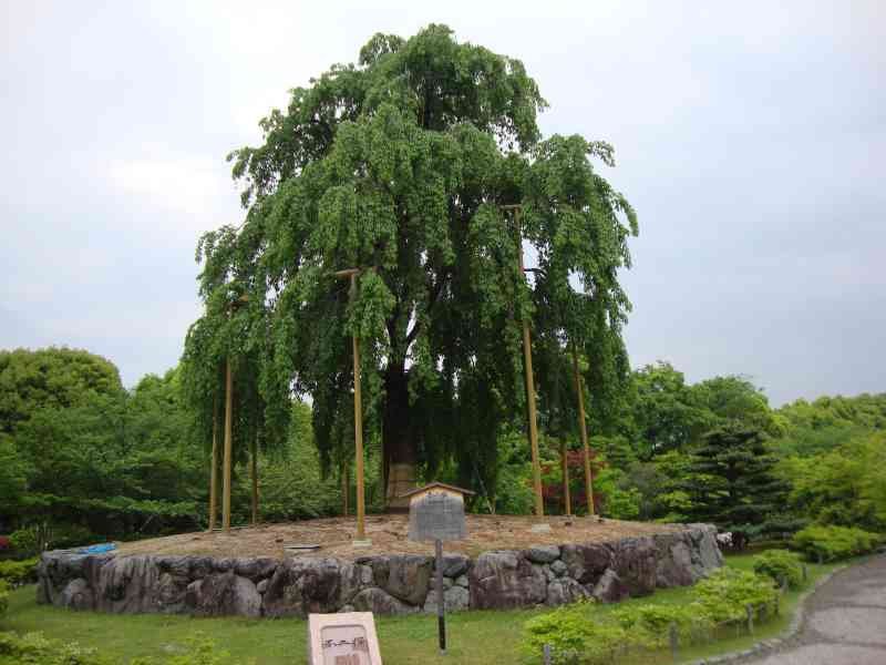 Le Saule pleureur, un arbre à feuilles caduques de taille moyenne à grande, photo gratuite