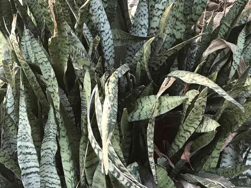 Le sanseviera photo gratuite